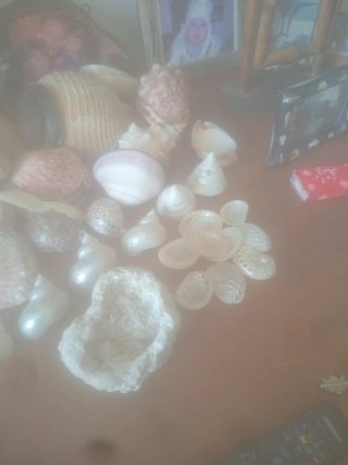 Conchiglie decorative miste
