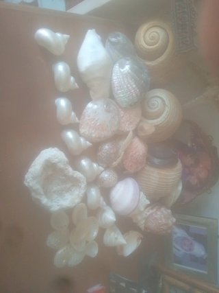 Conchiglie decorative miste