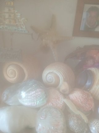 Conchiglie decorative miste