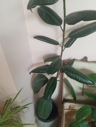 Planta Ficus Elastica