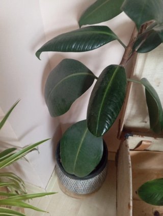 Planta Ficus Elastica