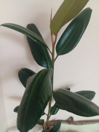 Planta Ficus Elastica