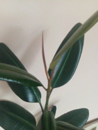 Planta Ficus Elastica
