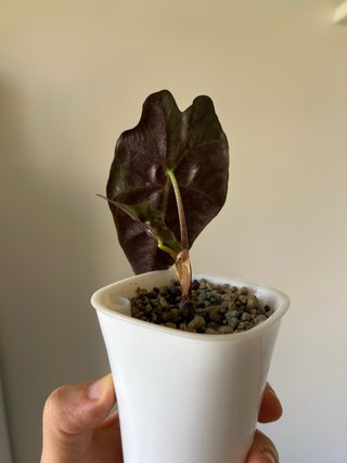Alocasia Polly en maceta de autorriego