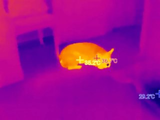 Cámara Termográfica Tooltop T7 S+