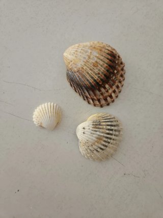 Lote 3 conchas marinas