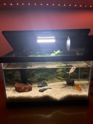 Kit Acuario Ciano Aqua 17L + Accesorios