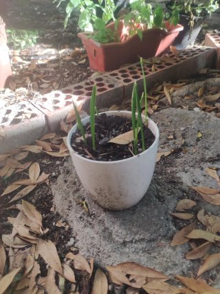 Macetas y platos para plantas