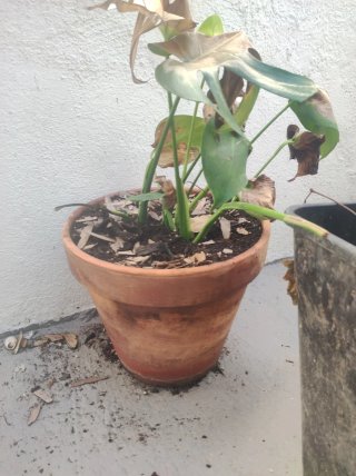 Macetas y platos para plantas