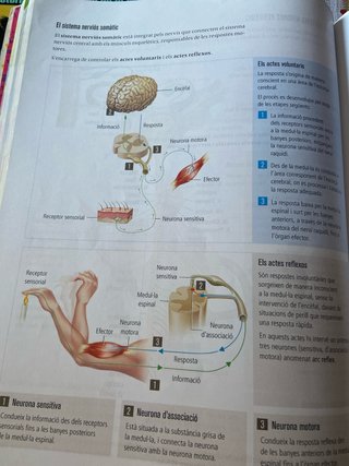 Biologia i Geologia 3, Secundària, Fanfest Baula