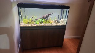 Acuario Roma 240 litros