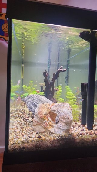 Acuario Roma 240 litros