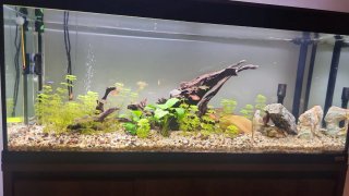 Acuario Roma 240 litros