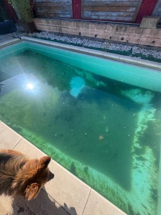 Mantenimiento de piscinas y jardines