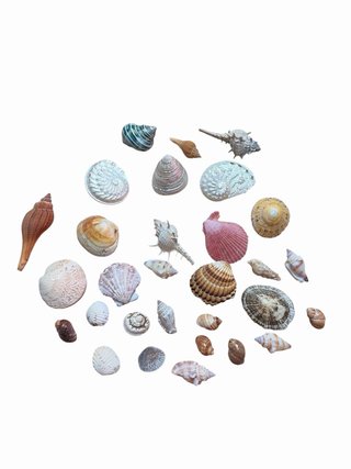 Collezione di conchiglie marine