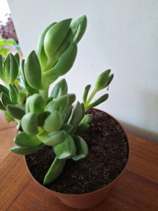 Crassula Ben Planta Suculenta