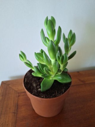 Crassula Ben Planta Suculenta