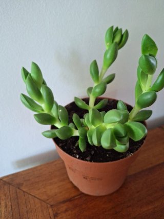 Crassula Ben