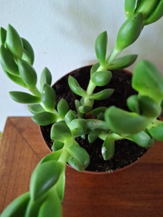 Crassula Ben