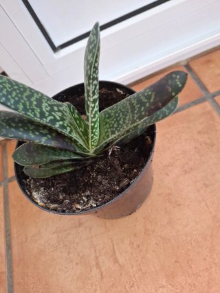 Gasteria gracilis planta suculenta