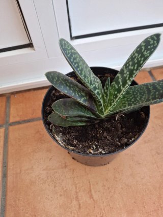 Gasteria gracilis planta suculenta