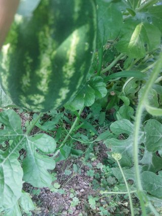 Verduras frescas de huerto icológica