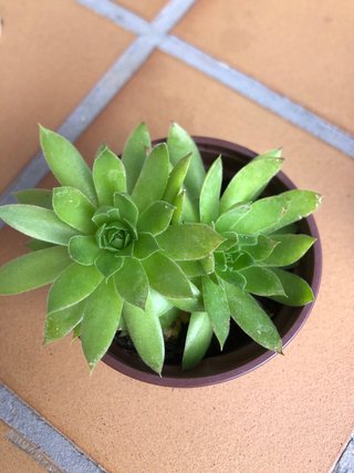 Planta Suculenta Sempervivum en Maceta 10 cm