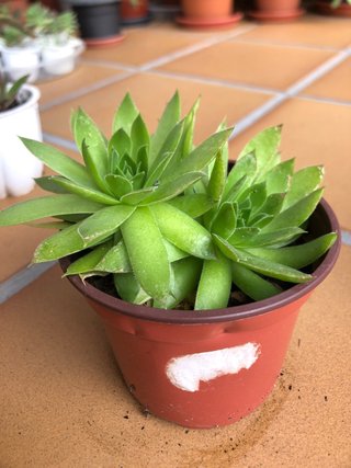 Planta Suculenta Sempervivum en Maceta 10 cm