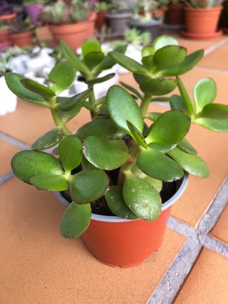 Planta Crassula Ovata (Árbol de Jade) M12