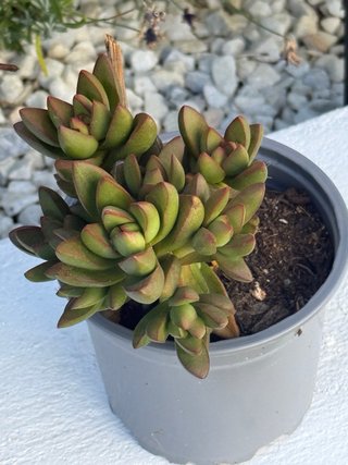 Crassula ‘Campfire’ | Suculenta en maceta | Muy sa