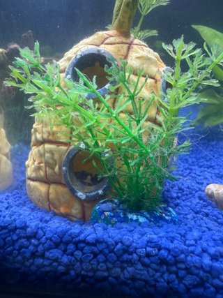 3 Plantas Acuario Artificiales Verdes