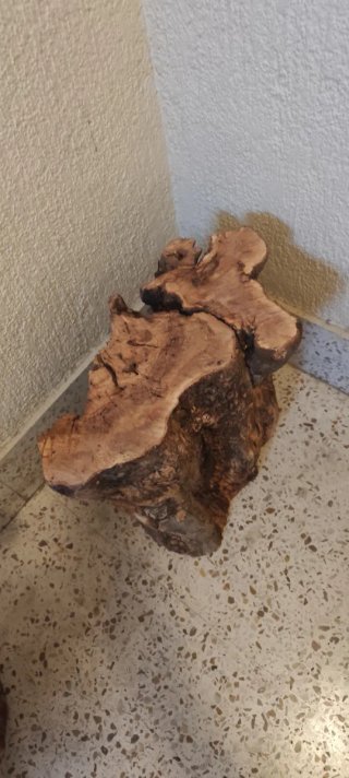 Tronco de olivo centenario seco