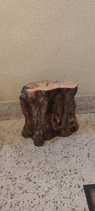 Tronco de olivo centenario seco
