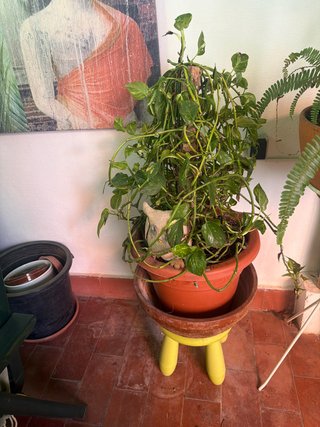 Planta Potos en maceta