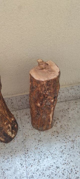 Tronco de olivo seco