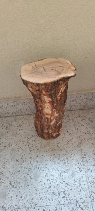 Tronco de olivo seco