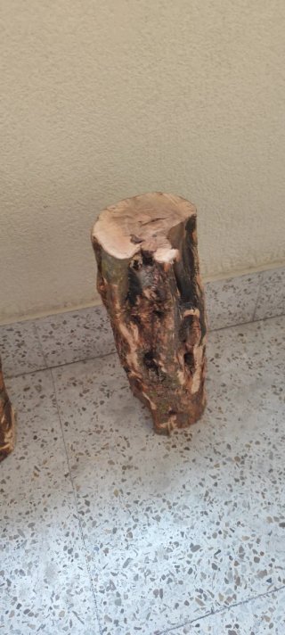 Tronco de olivo seco