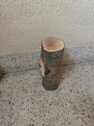 Tronco de olivo seco