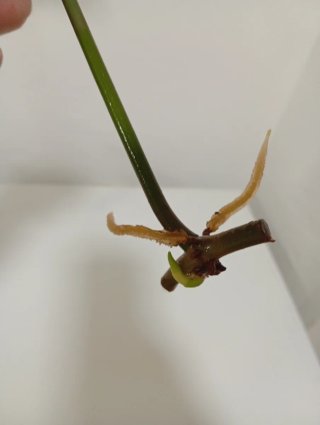 Esqueje Philodendron Florida