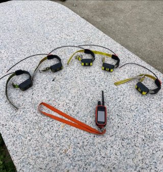 Localizadores Garmin para perros