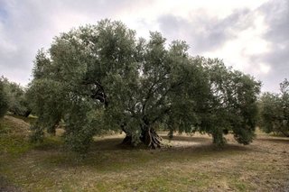 Terreno en venta en Martos