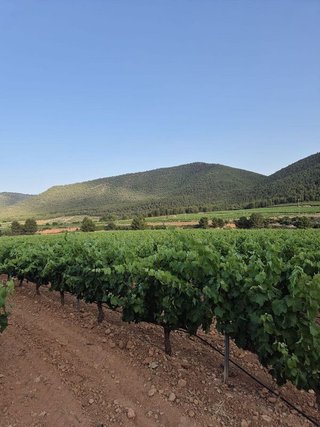 Terreno en venta en Bullas