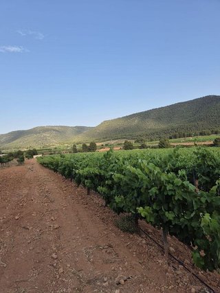 Terreno en venta en Bullas