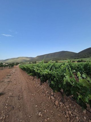 Terreno en venta en Bullas