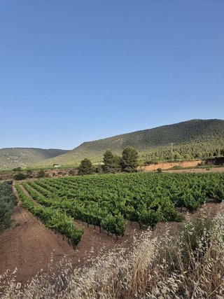 Terreno en venta en Bullas