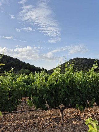 Terreno en venta en Bullas