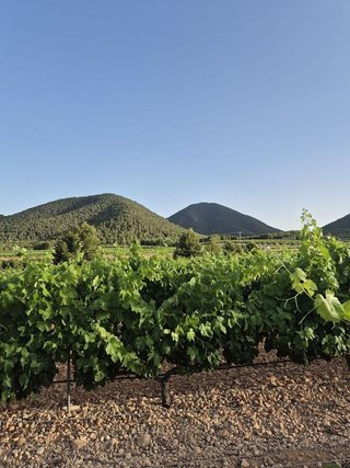 Terreno en venta en Bullas