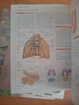Anatomía