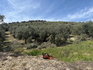 Recoleccion de olivar