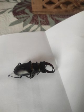 Escarabajo negro grande